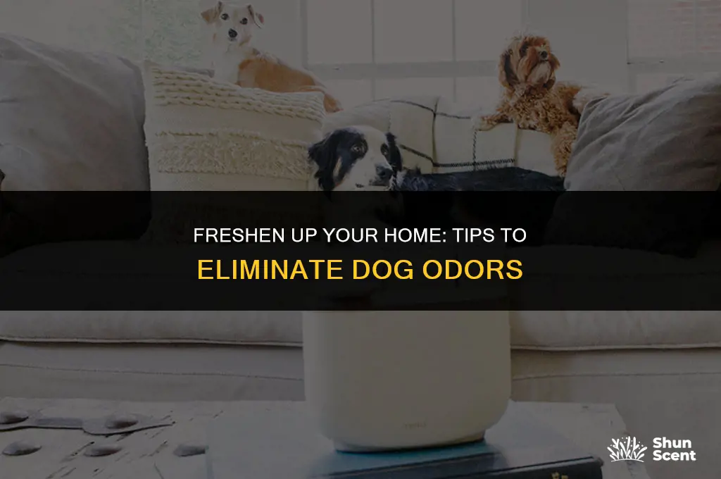 how to prevwnt ypur house feom smelling like a dog