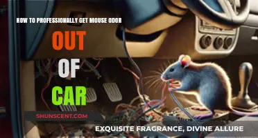Eradicating Mouse Odor from Your Car: A Professional Guide