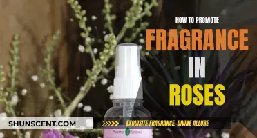 Unleash Rose Scents: Tips for Fragrant Garden Bliss