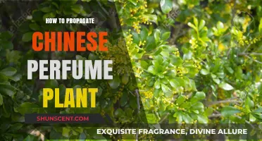 Propagating Chinese Perfume Plants: A Step-by-Step Guide