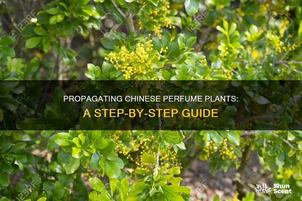 how to propagate chinese perfume plant