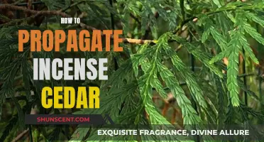 Propagating Incense Cedars: A Step-by-Step Guide for Beginners