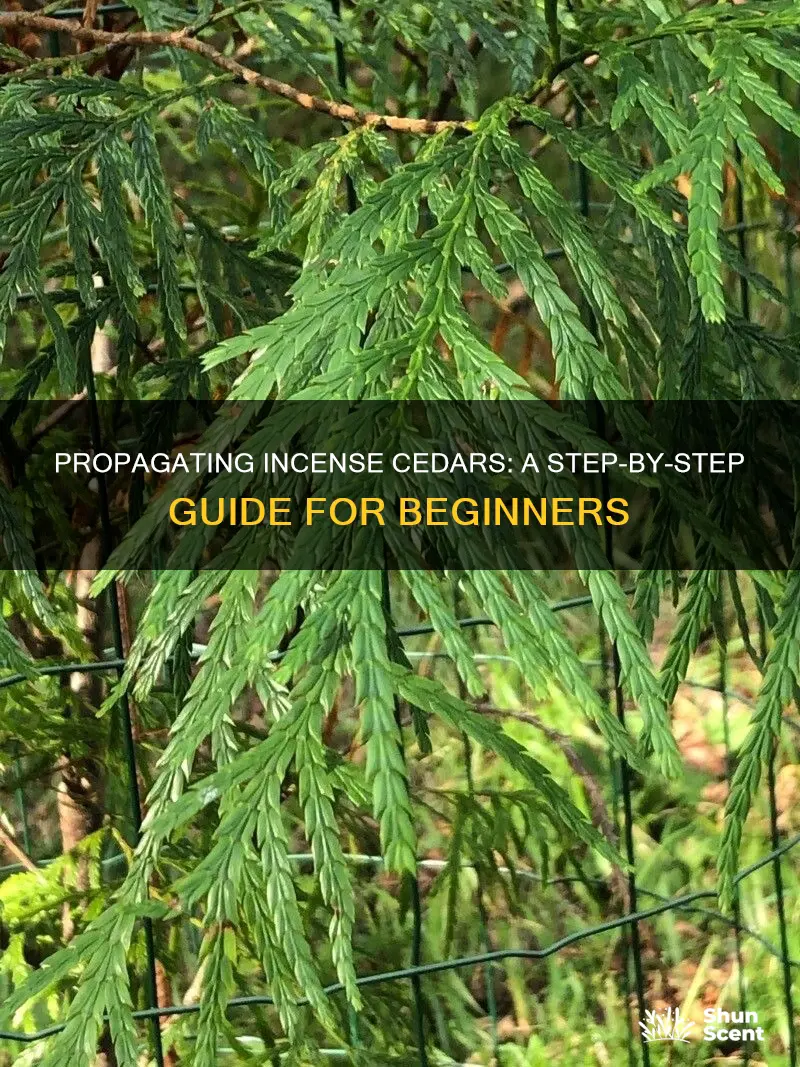 how to propagate incense cedar