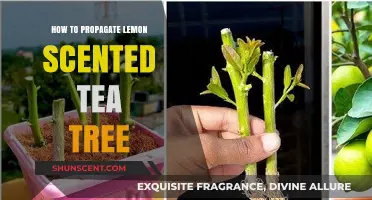 Propagating Lemon Scented Tea Tree: Simple Steps for Successful Growth