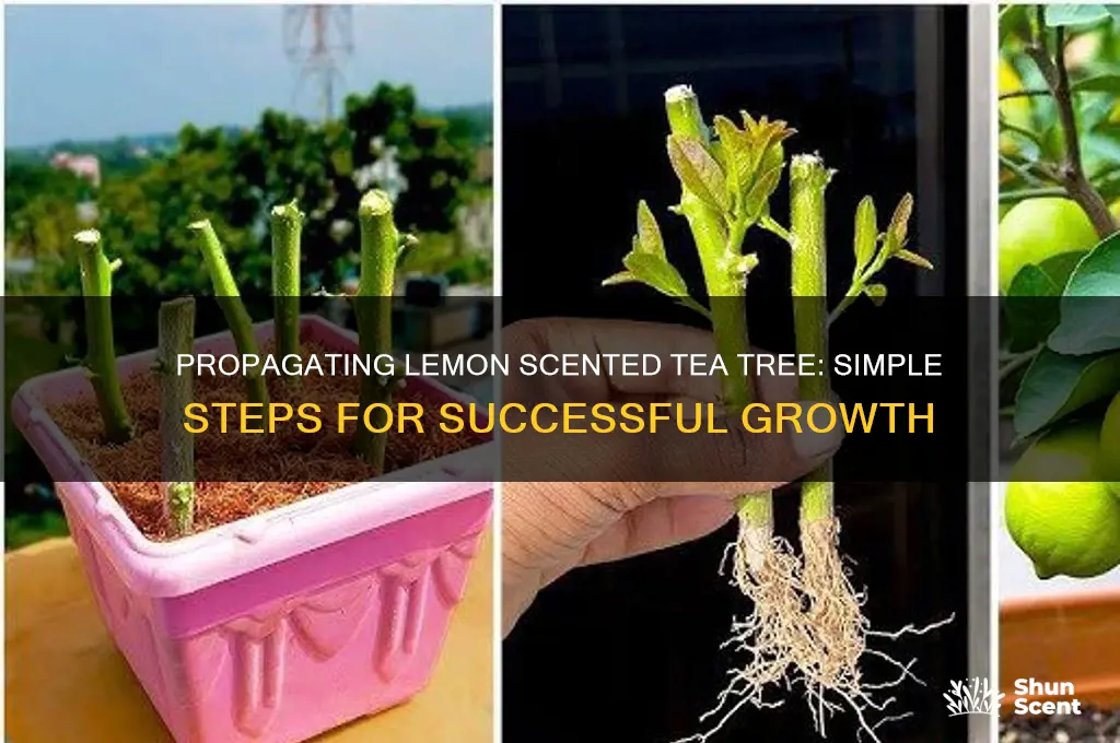 how to propagate lemon scented tea tree