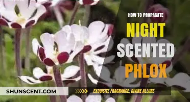 Propagating Night Scented Phlox: Simple Steps for Fragrant Garden Success