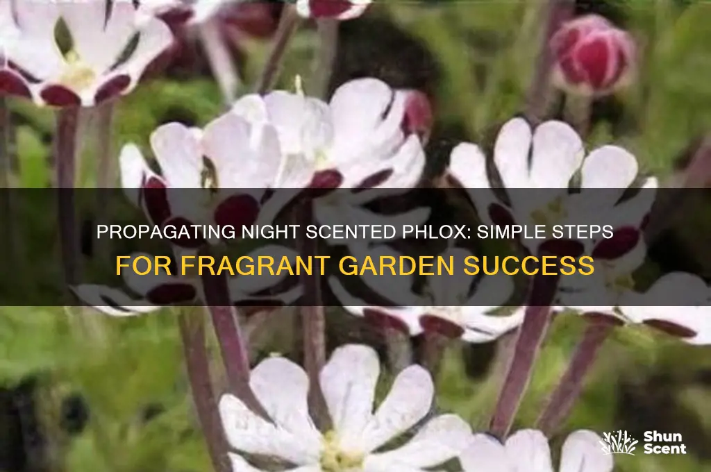 how to propagate night scented phlox
