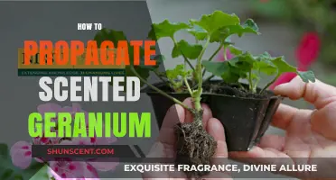 Propagating Scented Geraniums: Simple Steps for Fragrant Garden Success