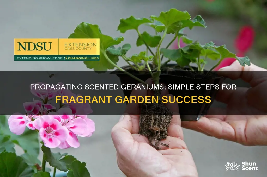 how to propagate scented geranium