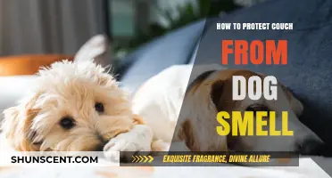 Freshen Up Your Living Room: Tips to Keep Your Couch Dog-Smell Free