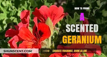 Pruning Scented Geraniums: Essential Tips for Healthy Growth and Fragrance