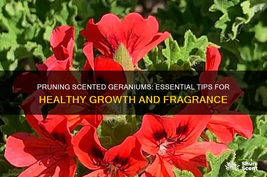 how to prune a scented geranium