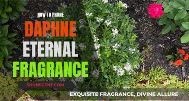 Pruning Daphne Eternal Fragrance: Tips for Healthy Growth and Blooming