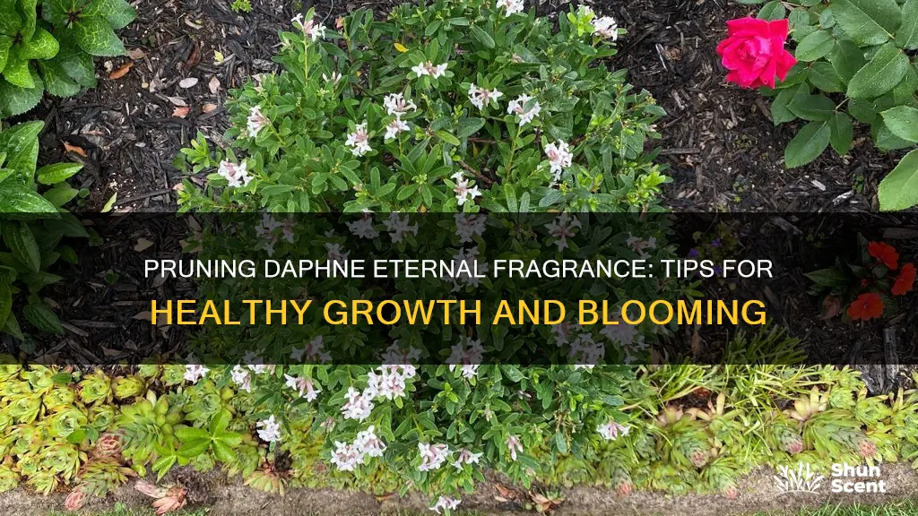 how to prune daphne eternal fragrance