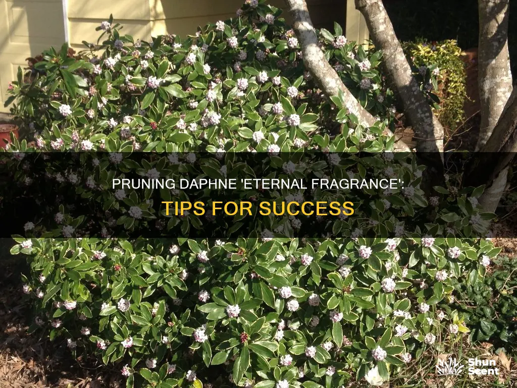 how to prune daphne eternal fragrance