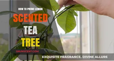 Pruning Lemon Scented Tea Tree: Essential Tips for Healthy Growth