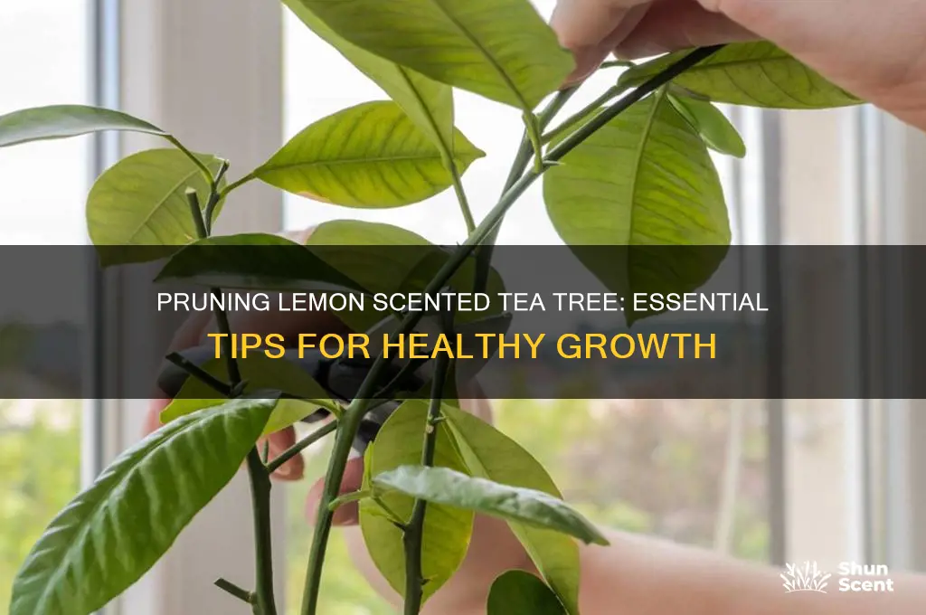 how to prune lemon scented tea tree