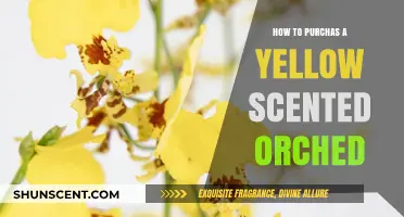 Choosing and Buying the Perfect Yellow Scented Orchid: A Guide