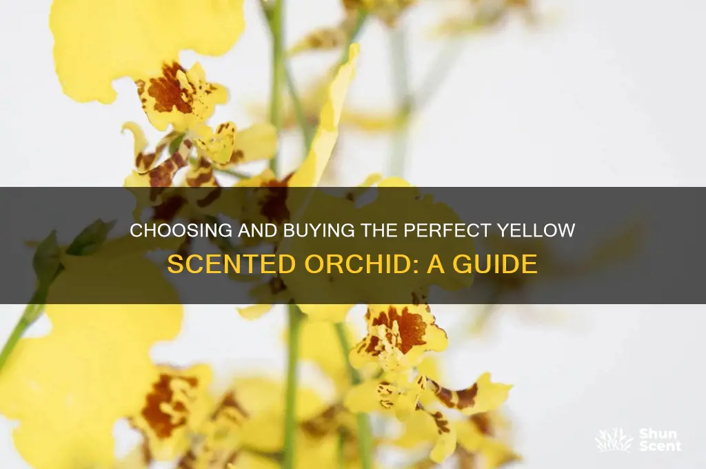 how to purchas a yellow scented orched