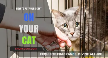 Bonding Through Scent: Simple Ways to Share Your Smell with Your Cat
