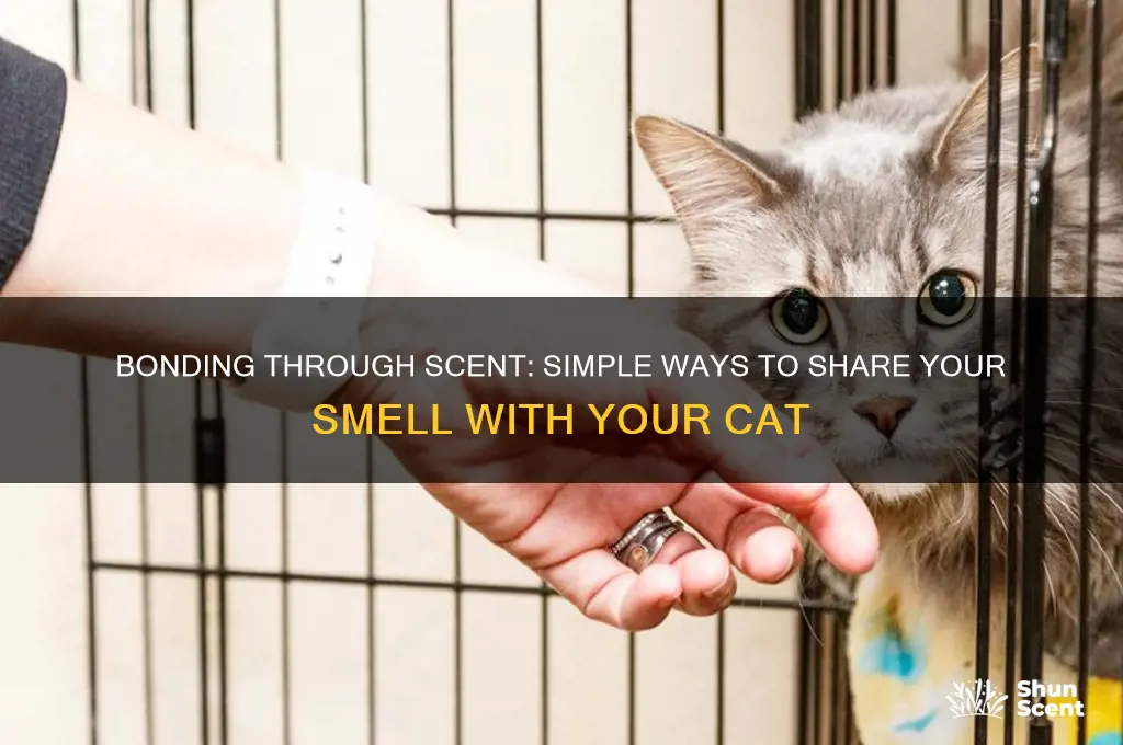 how to put your scent on your cat