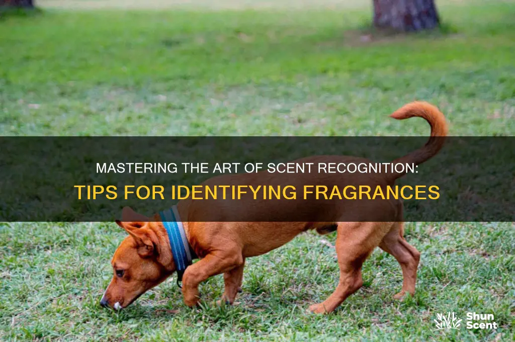 how to recognize scents