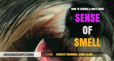 Taming Your Dog's Super Sniffer: A Guide to Reducing Their Keen Sense of Smell