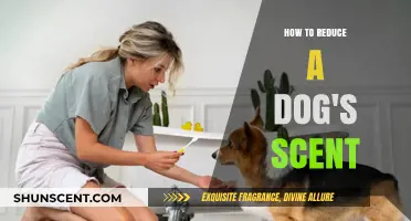 Effective Tips to Minimize Your Dog's Scent in Your Home