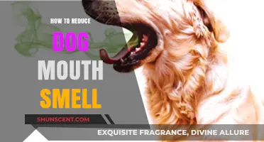 Fresh Breath, Happy Pup: A Guide to Reducing Doggy Odor