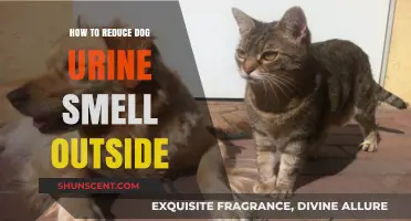 Effective Tips to Eliminate Dog Urine Odor Outdoors
