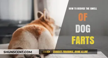 Effective Ways to Minimize Your Dog's Flatulence Odor