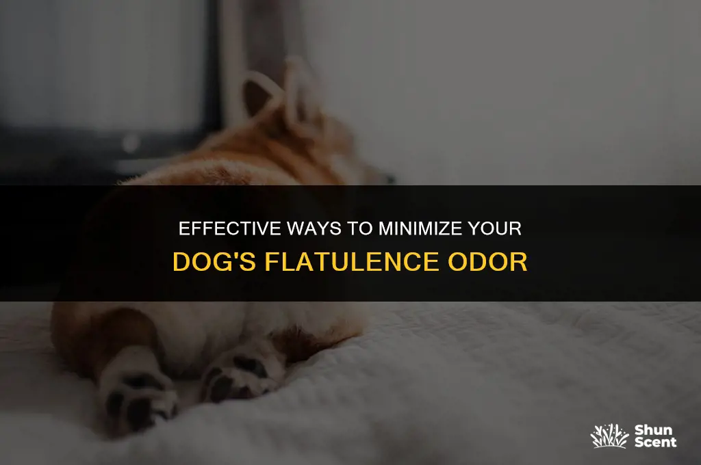 how to reduce the smell of dog farts