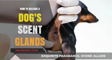 Effective Techniques to Safely Release Your Dog's Scent Glands