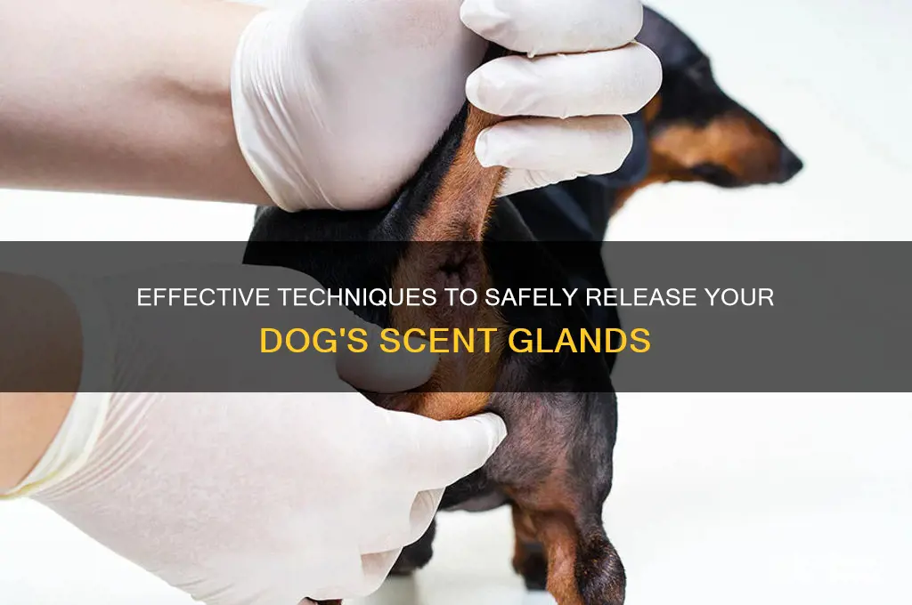 how to release a dog
