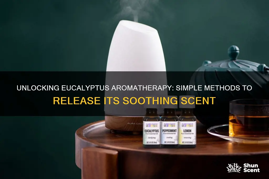 how to release eucalyptus scent