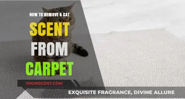 Effective Ways to Eliminate Cat Odor from Your Carpet