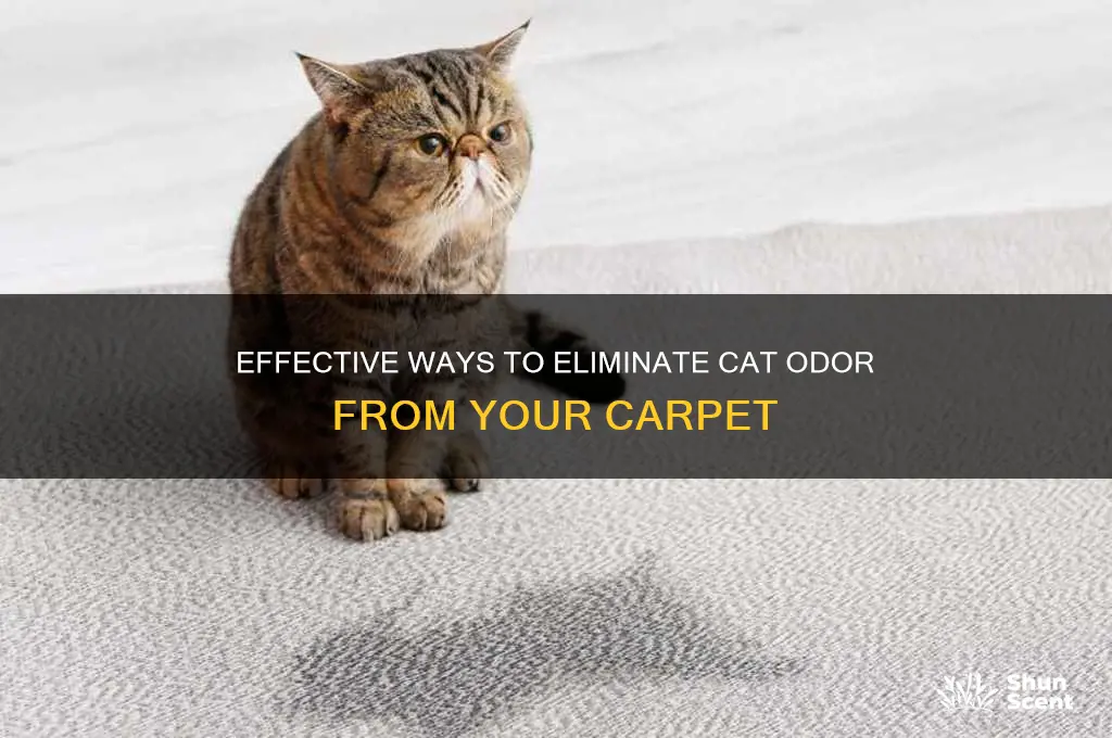 how to remove a cat scent from carpet