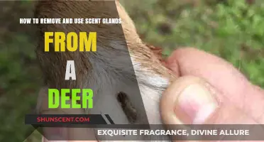 Deer Scent Gland Removal and Use: A Comprehensive Guide