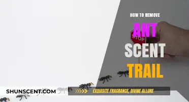 Effective Ways to Erase Ant Scent Trails and Prevent Reinfestation