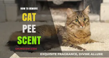 Effective Ways to Eliminate Cat Urine Smell from Your Home