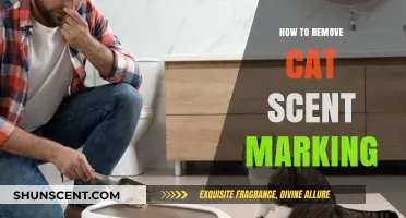 Effective Ways to Eliminate Cat Scent Marking in Your Home