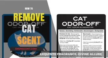 Effective Ways to Eliminate Cat Odor from Your Home