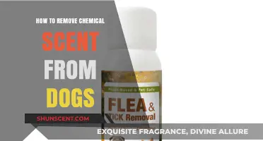 Effective Ways to Eliminate Chemical Smells from Your Dog Safely