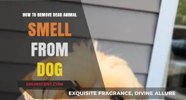 Eliminating Unpleasant Odors: A Guide to Removing Dead Animal Smell from Your Dog