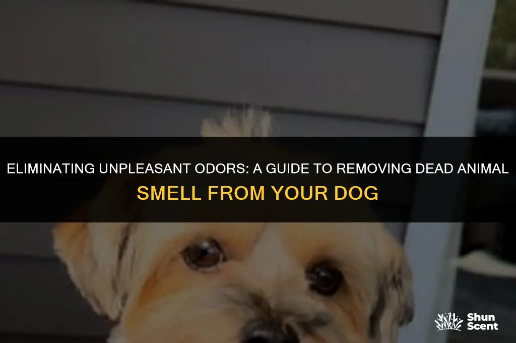 how to remove dead animal smell from dog