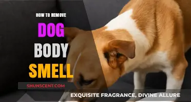 Freshen Up Your Furry Friend: A Guide to Eliminating Dog Odor