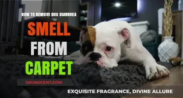 Effective Tips to Eliminate Dog Diarrhea Odor from Your Carpet