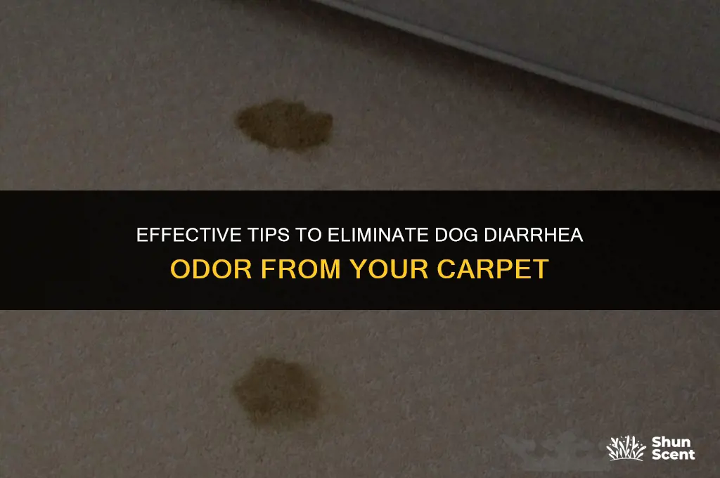 how to remove dog diarrhea smell from carpet