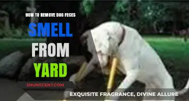 Effective Ways to Eliminate Dog Feces Odor from Your Yard