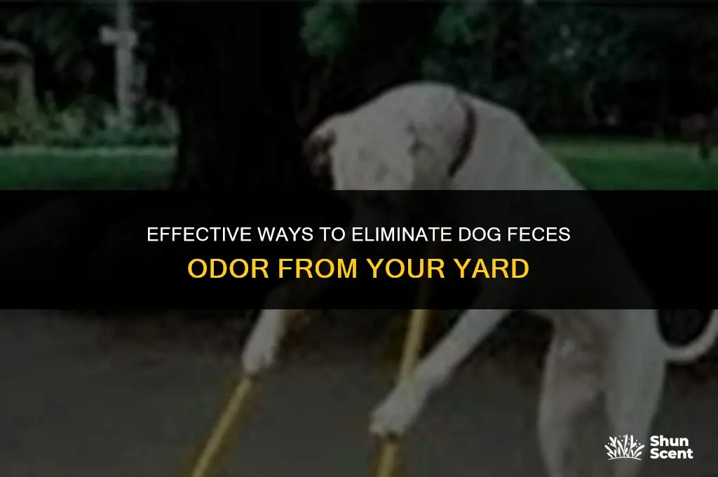 how to remove dog feces smell from yard